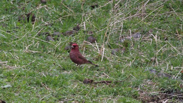 Great Rosefinch - ML646739782