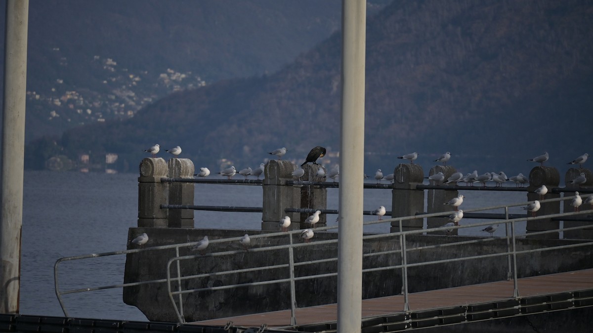 Mouette rieuse - ML646739783