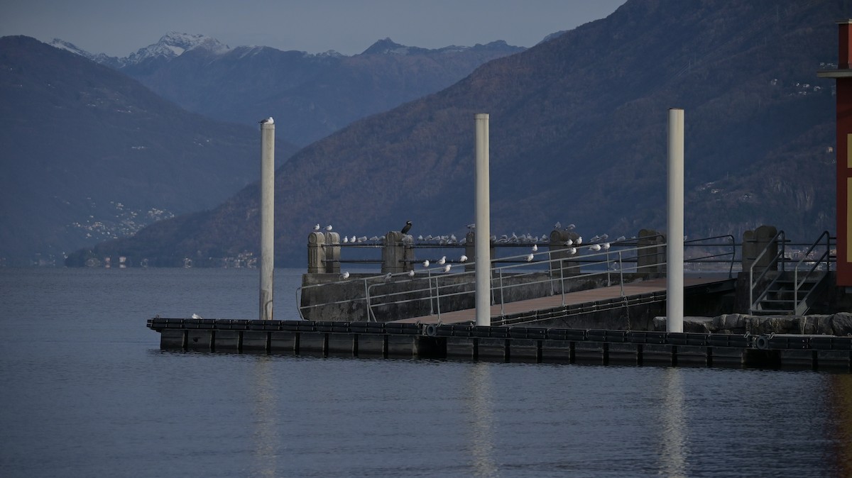 Mouette rieuse - ML646739784