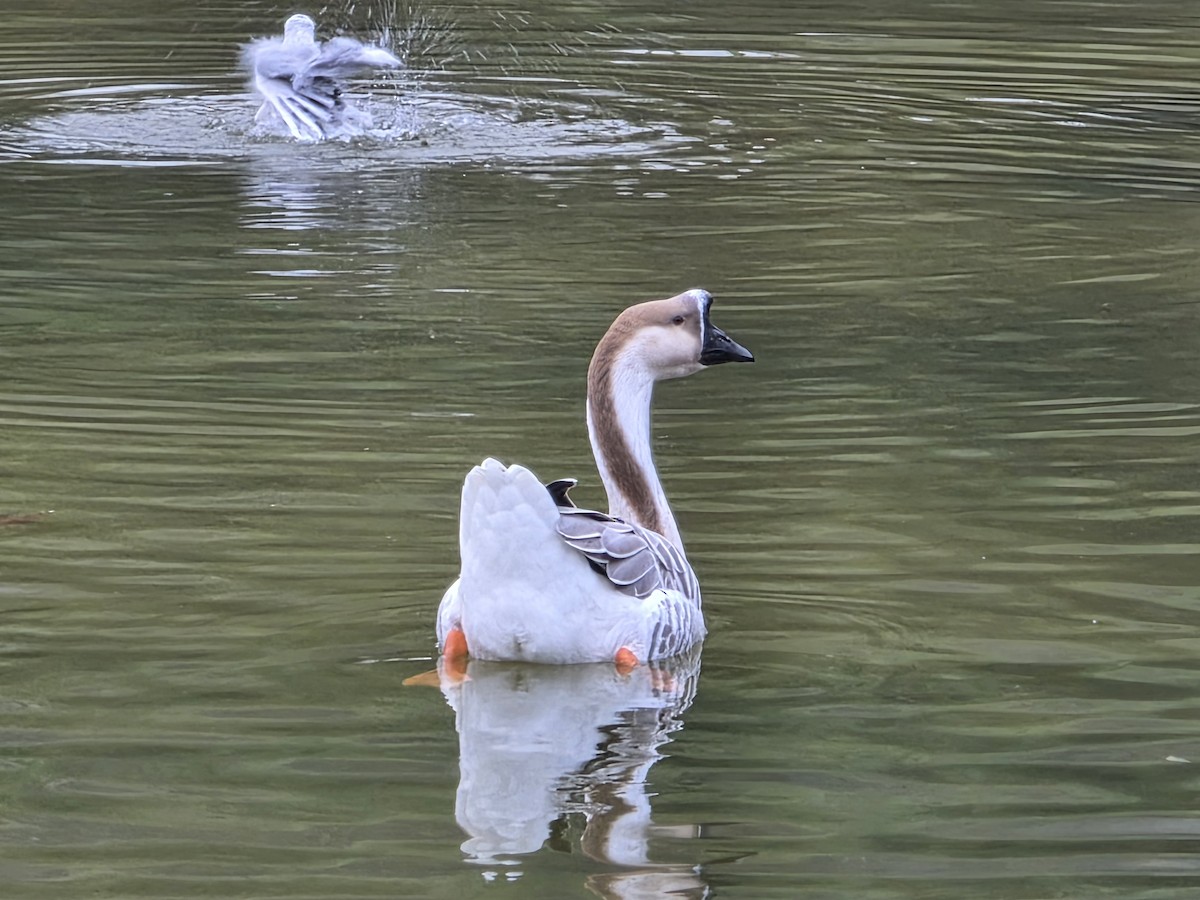 Schwanengans - ML646739785