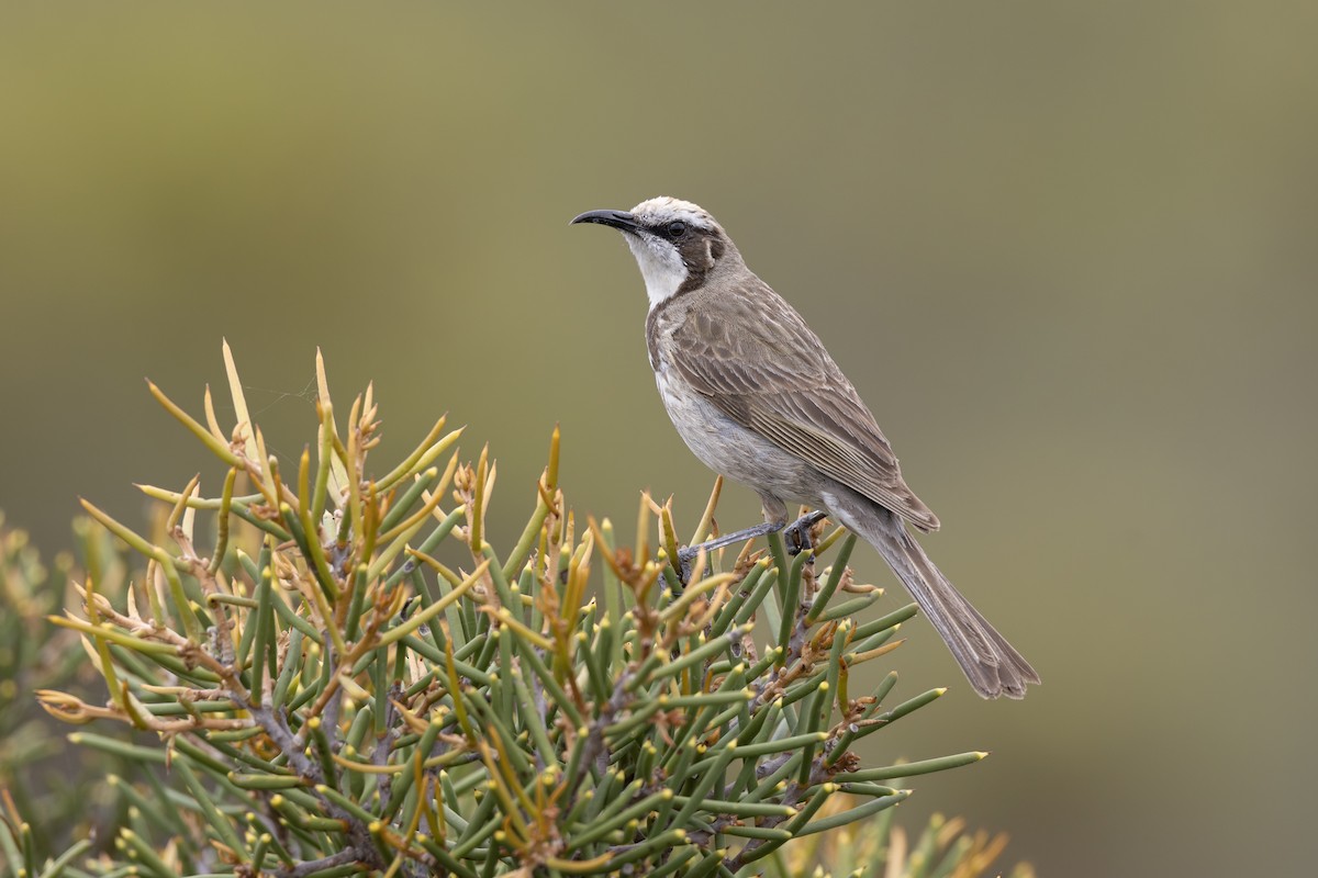 Bej Başlıklı Balkuşu - ML646739786