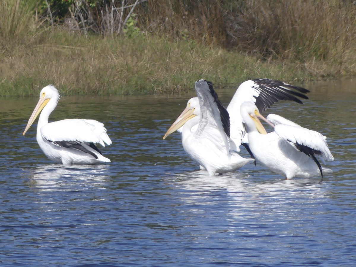 amerikapelikan - ML646739787