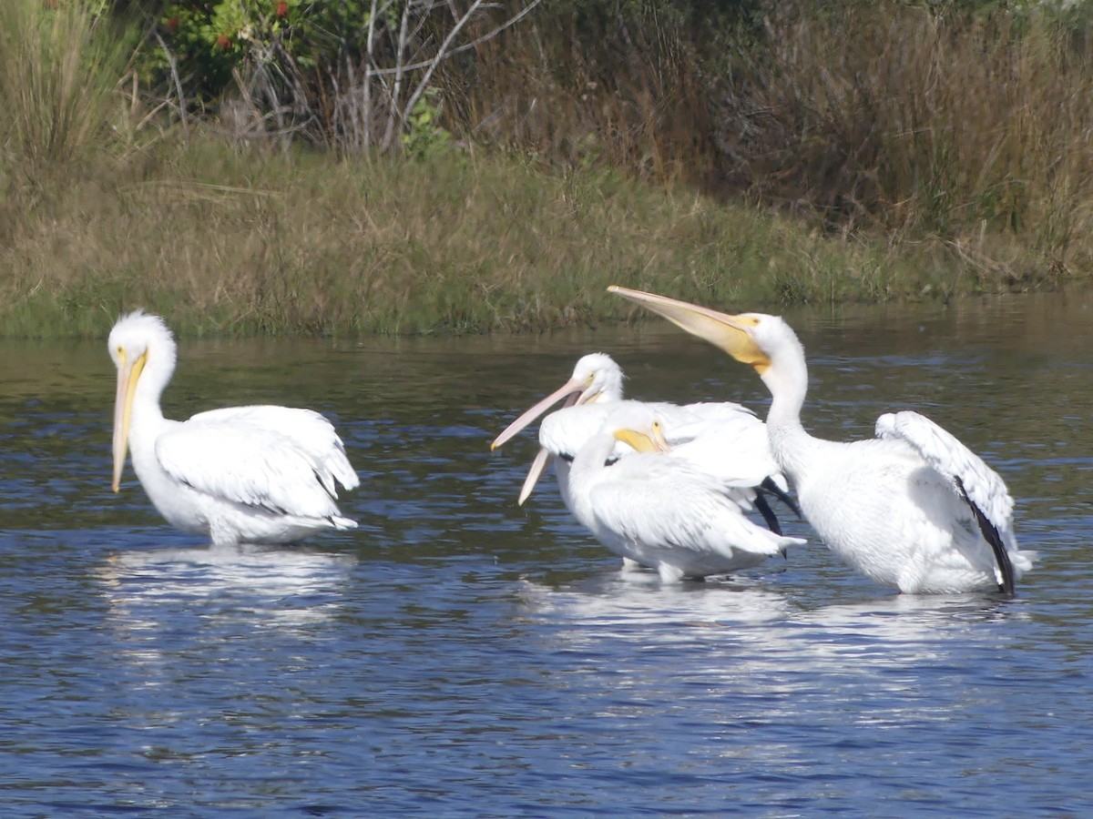 amerikapelikan - ML646739788