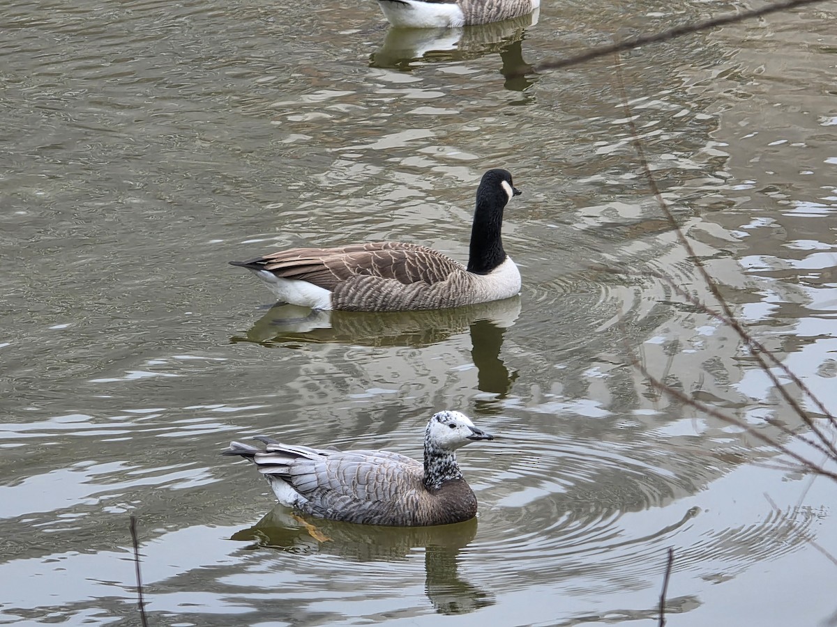 Streifen- x Kanadagans (Hybrid) - ML646739789