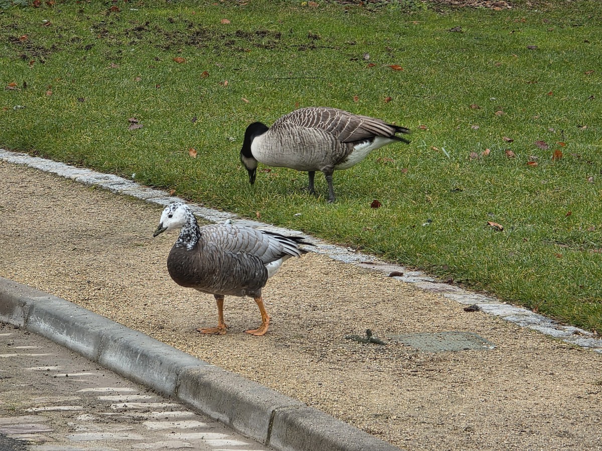 Streifen- x Kanadagans (Hybrid) - ML646739790