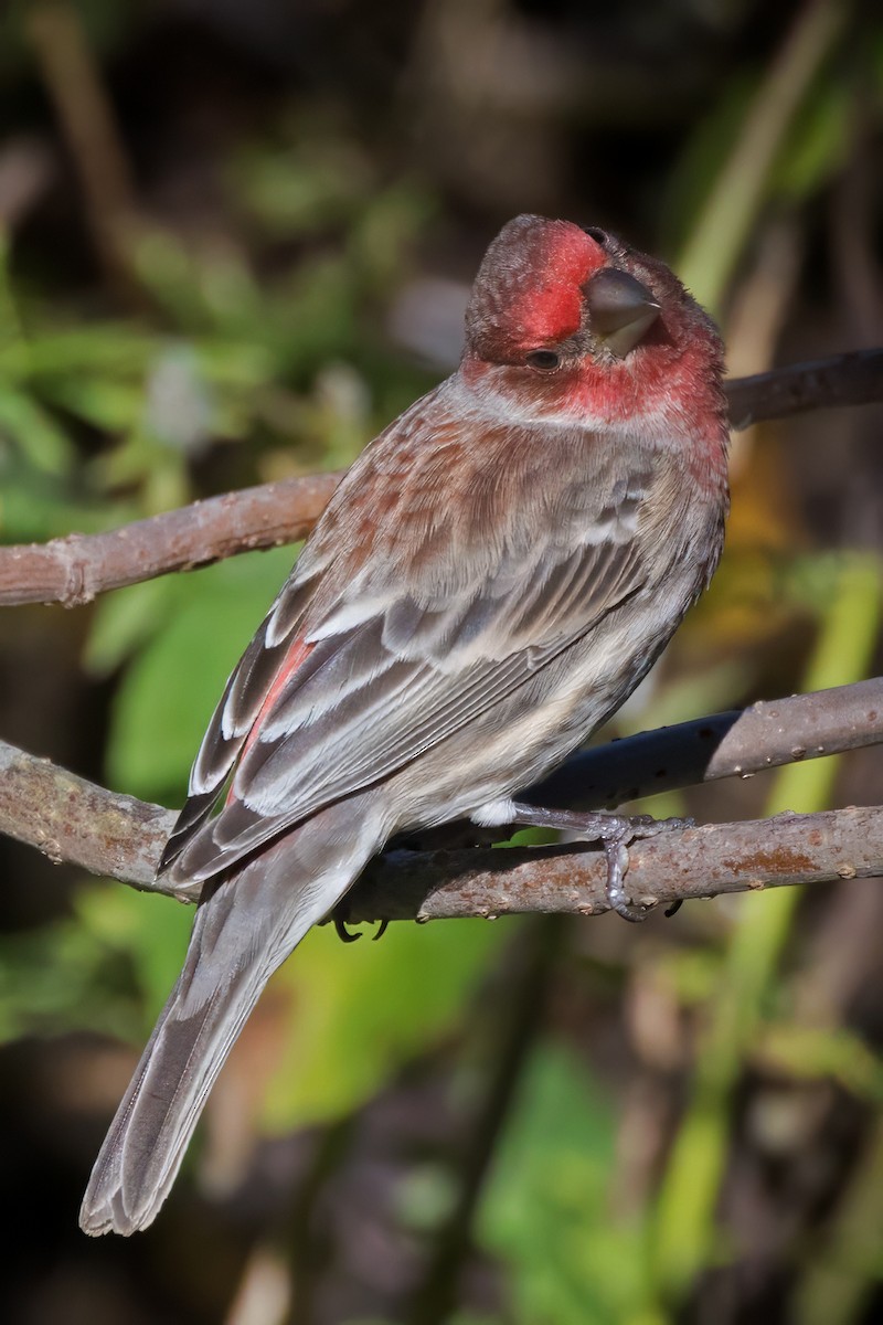 husrosenfink - ML646739791