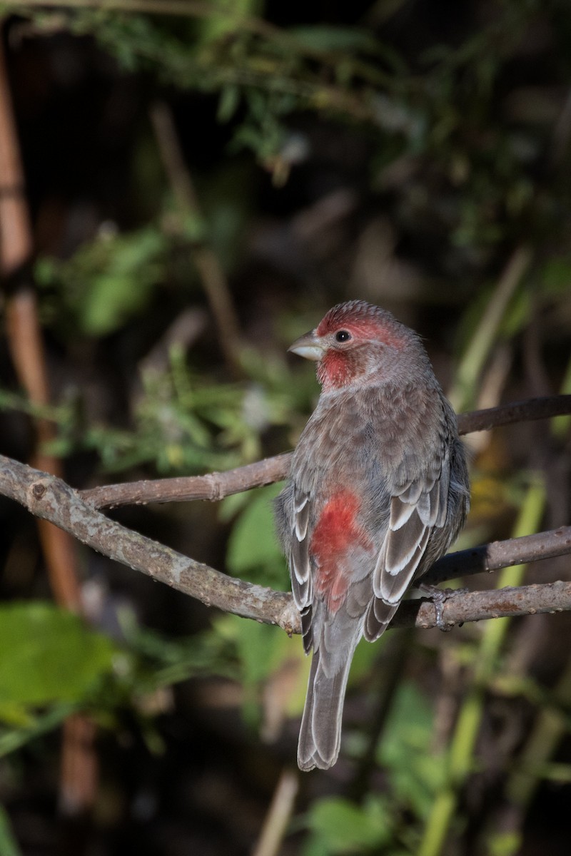 husrosenfink - ML646739792