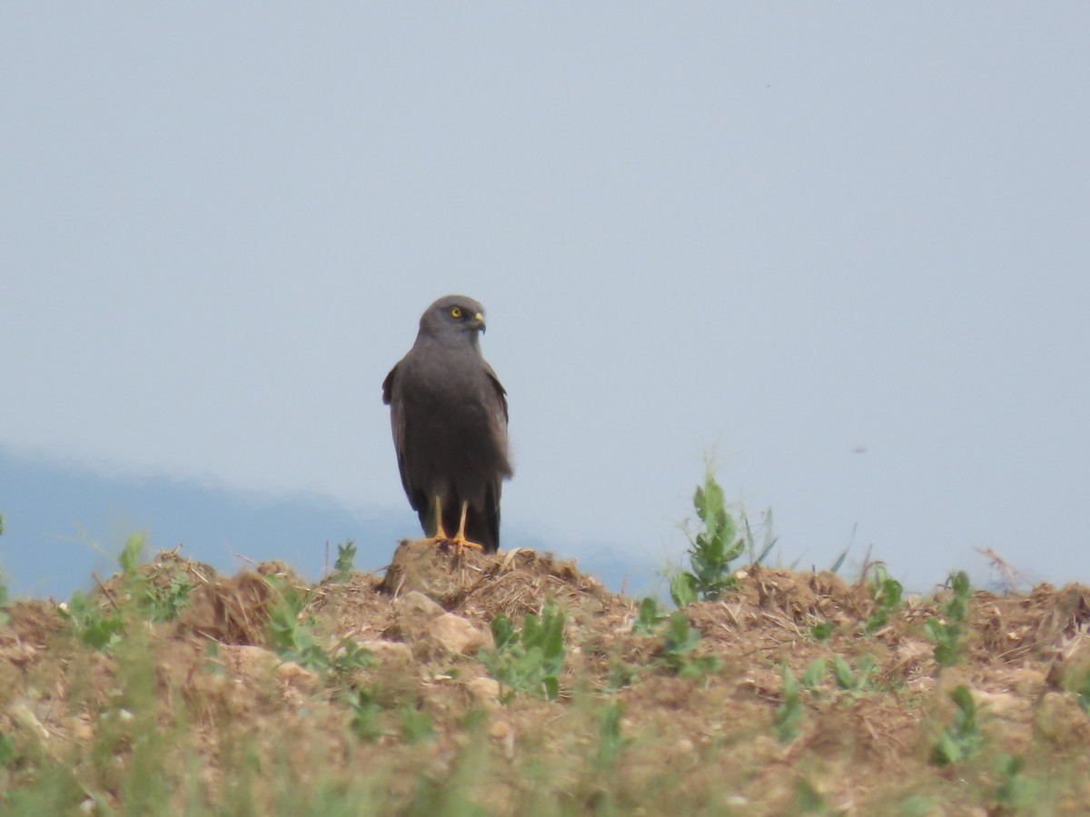 enghauk - ML646739793