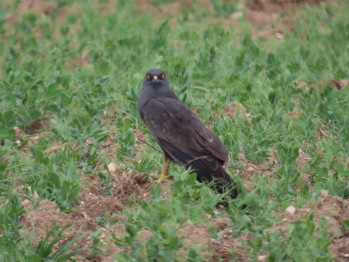 enghauk - ML646739794