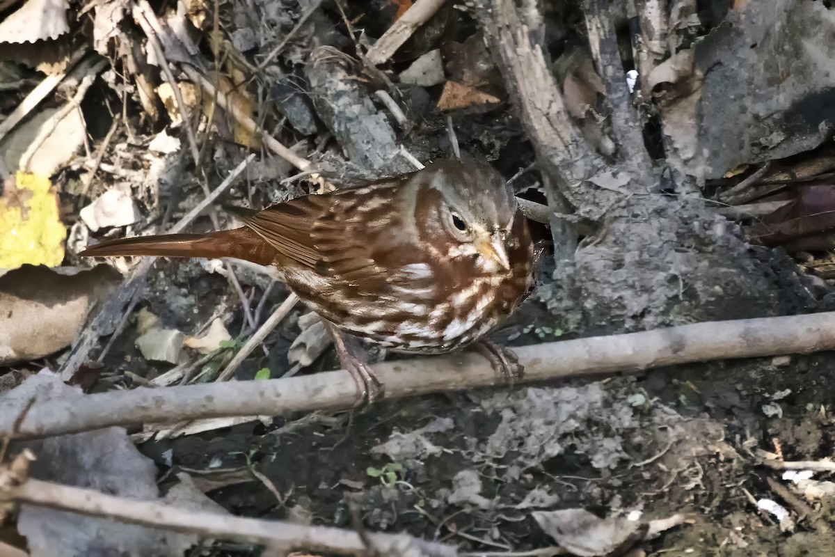 revespurv - ML646739798