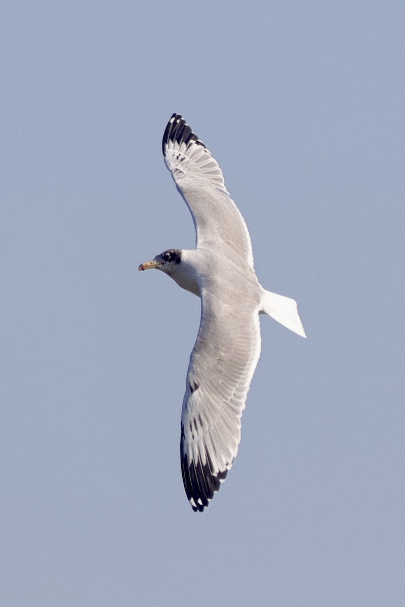 steppemåke - ML646739799