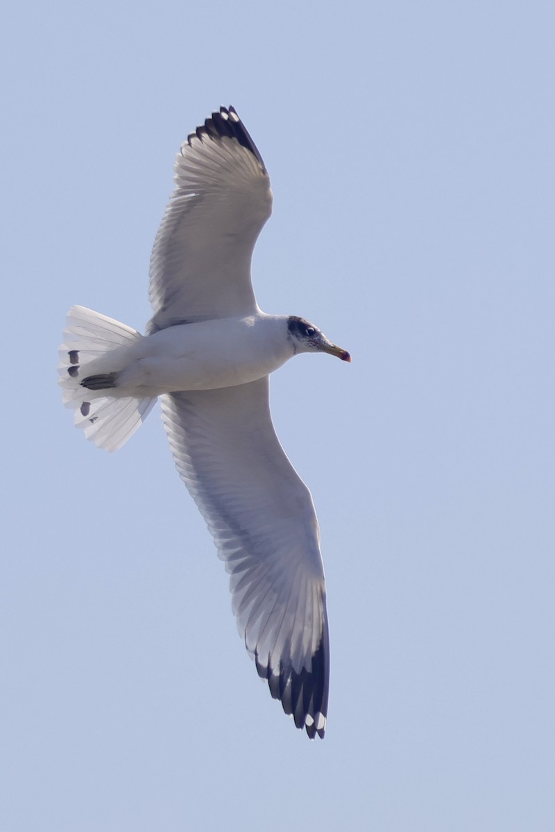 steppemåke - ML646739800