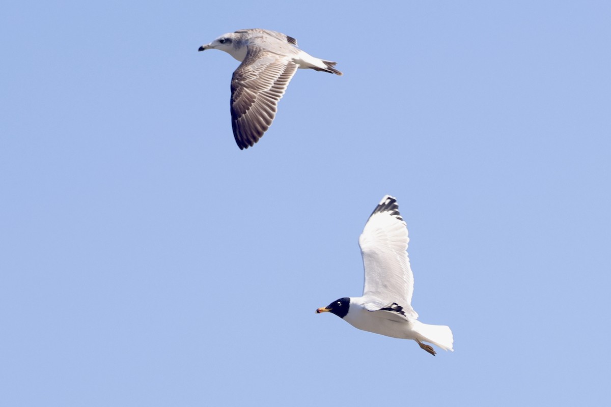 steppemåke - ML646739801