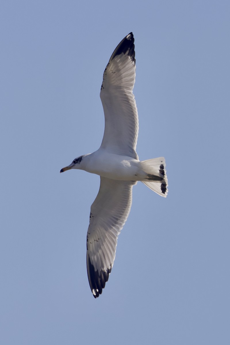 steppemåke - ML646739802