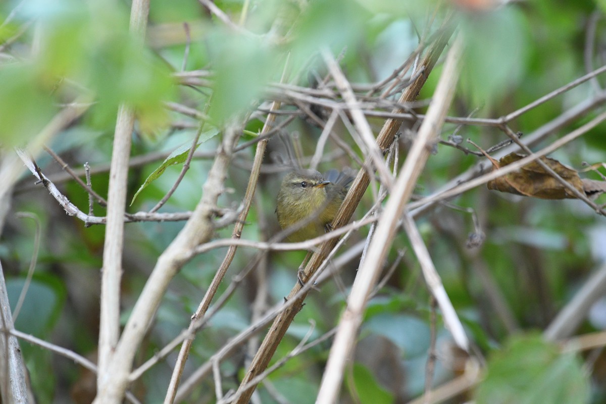 gusjesanger - ML646739803