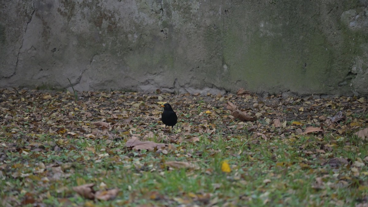 Merle noir - ML646739804