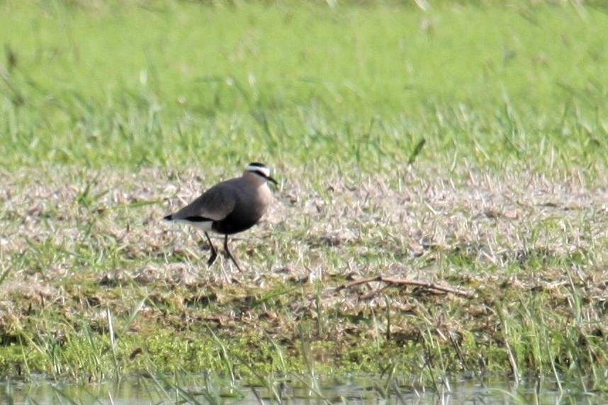 Sociable Lapwing - ML646739805