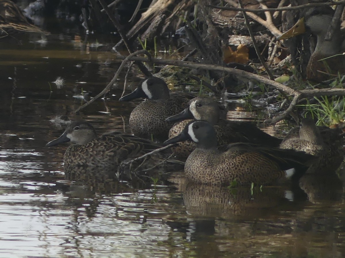 blåvingeand - ML646739806