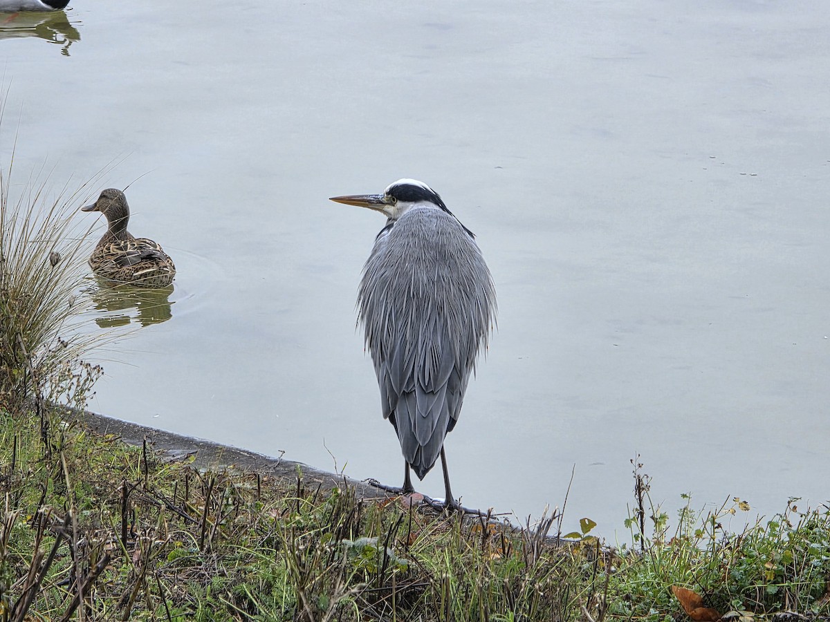 Graureiher - ML646739807