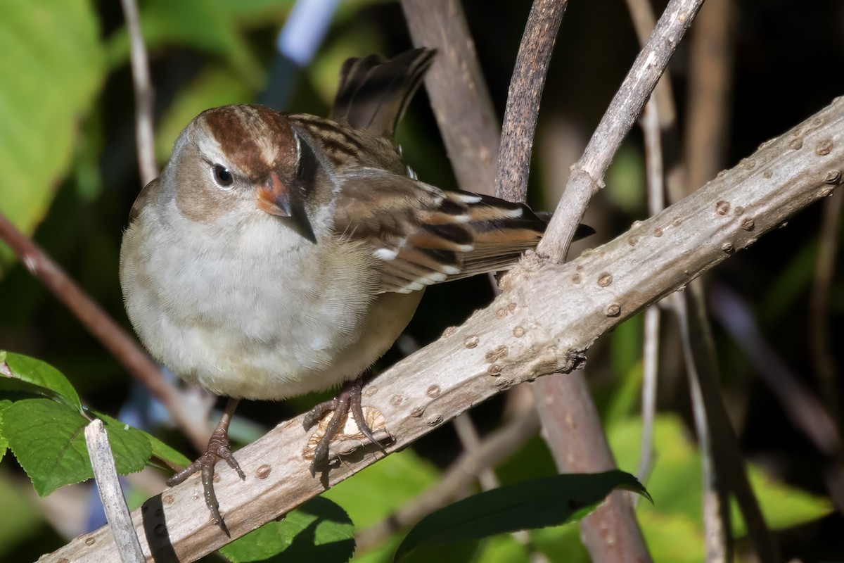 hvitkronespurv - ML646739808