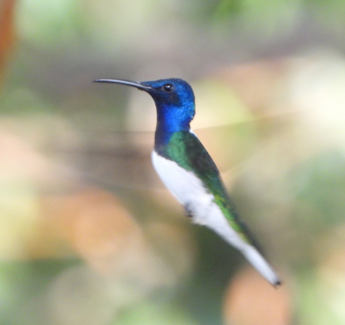 hvitnakkekolibri - ML646739809