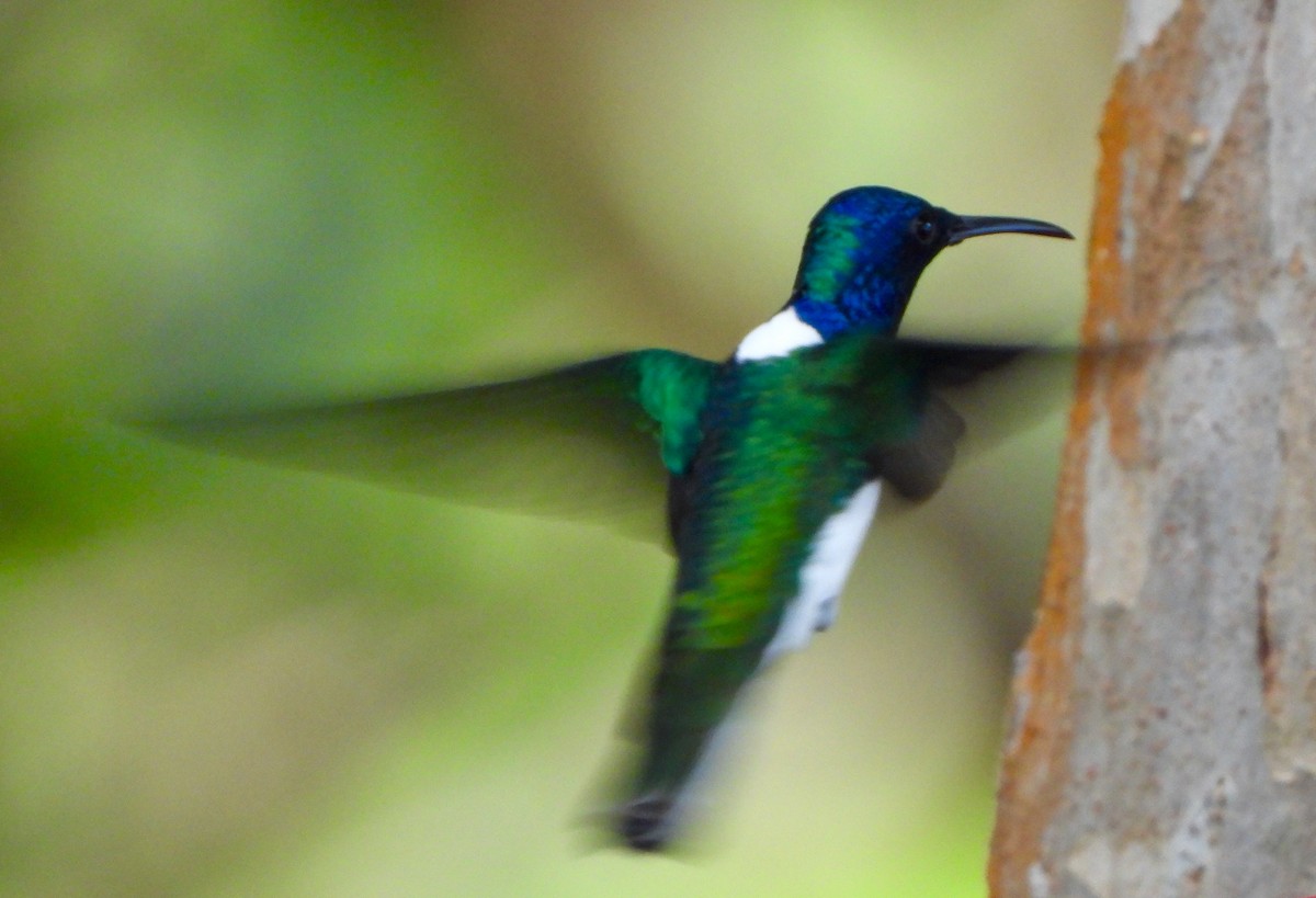 hvitnakkekolibri - ML646739811