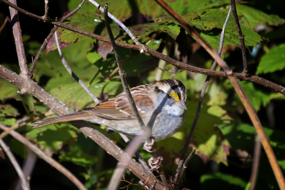 hvitstrupespurv - ML646739813