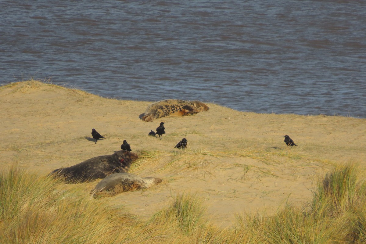 Carrion Crow - ML646739817