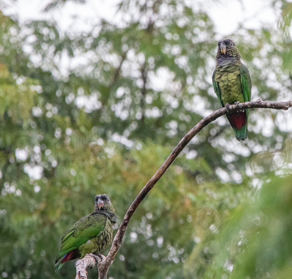 skjellhodepapegøye - ML646739818