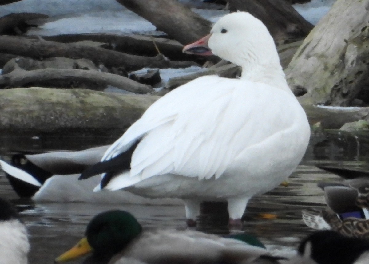 Snow Goose - ML646739819