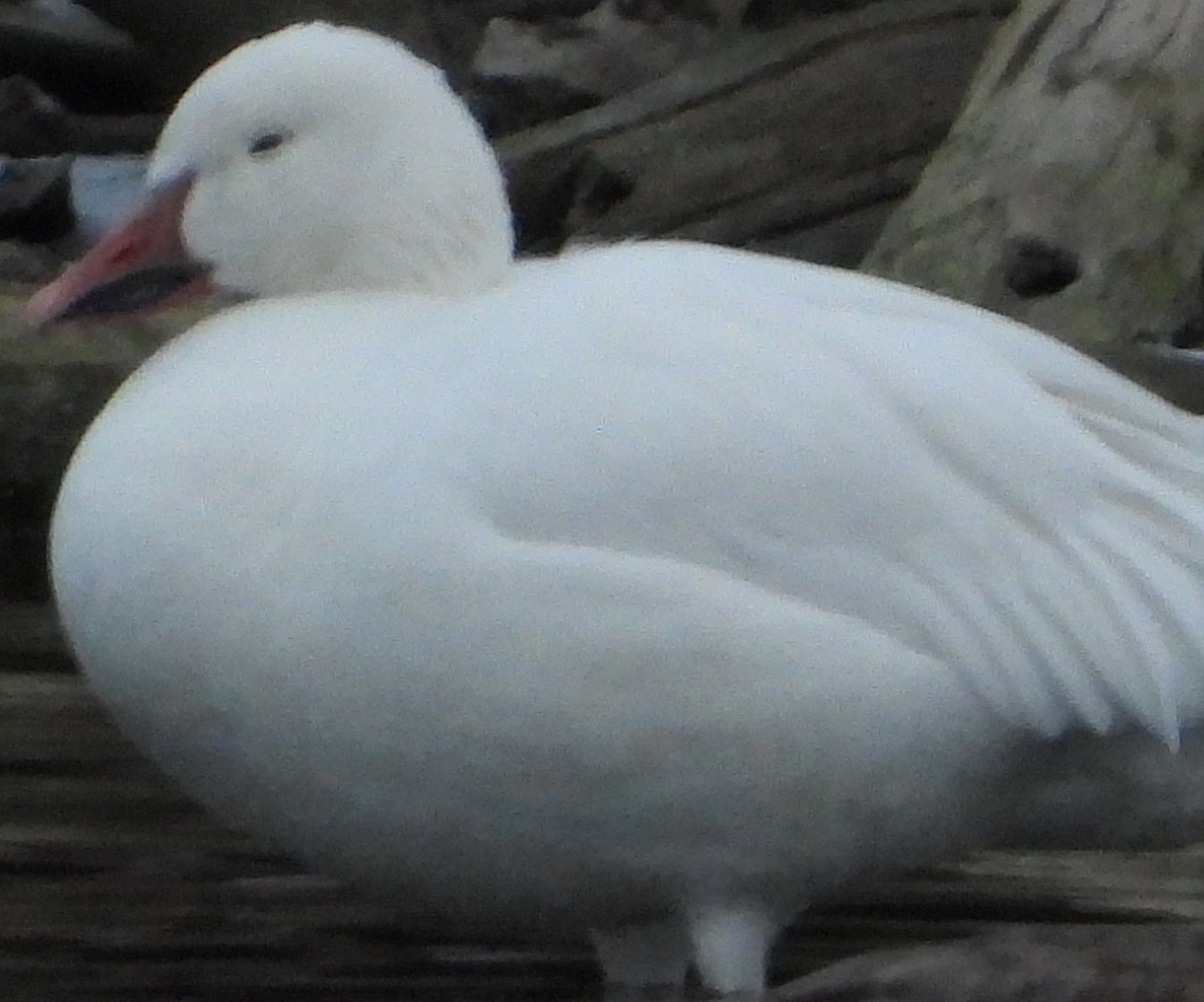 Snow Goose - ML646739820