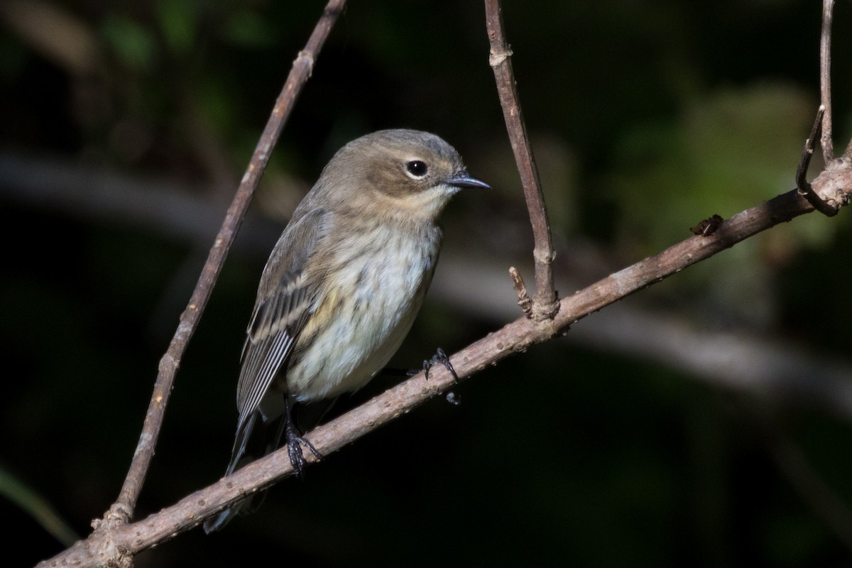 myrteparula - ML646739821