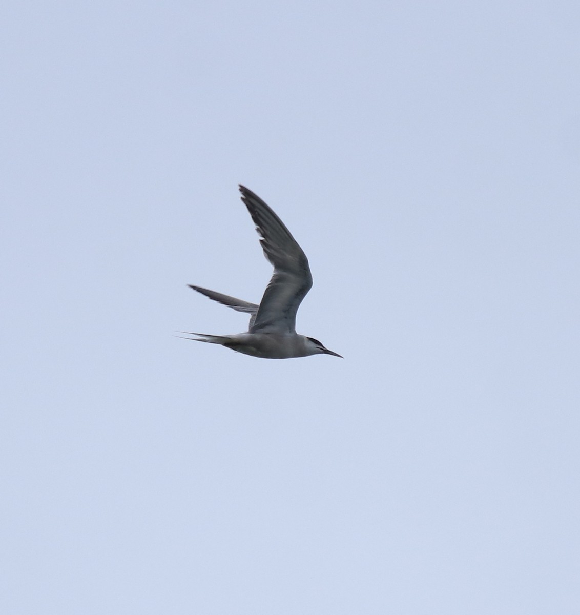 Common Tern - ML646739826