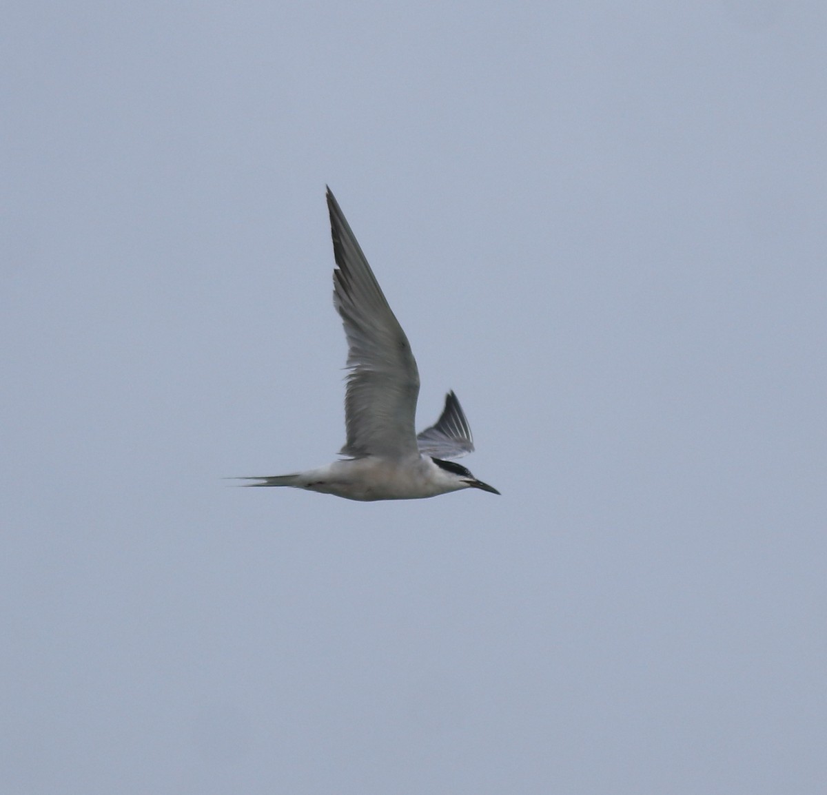 Common Tern - ML646739833