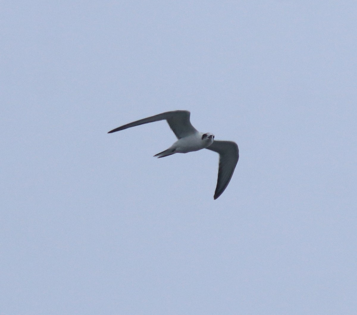 Common Tern - ML646739836
