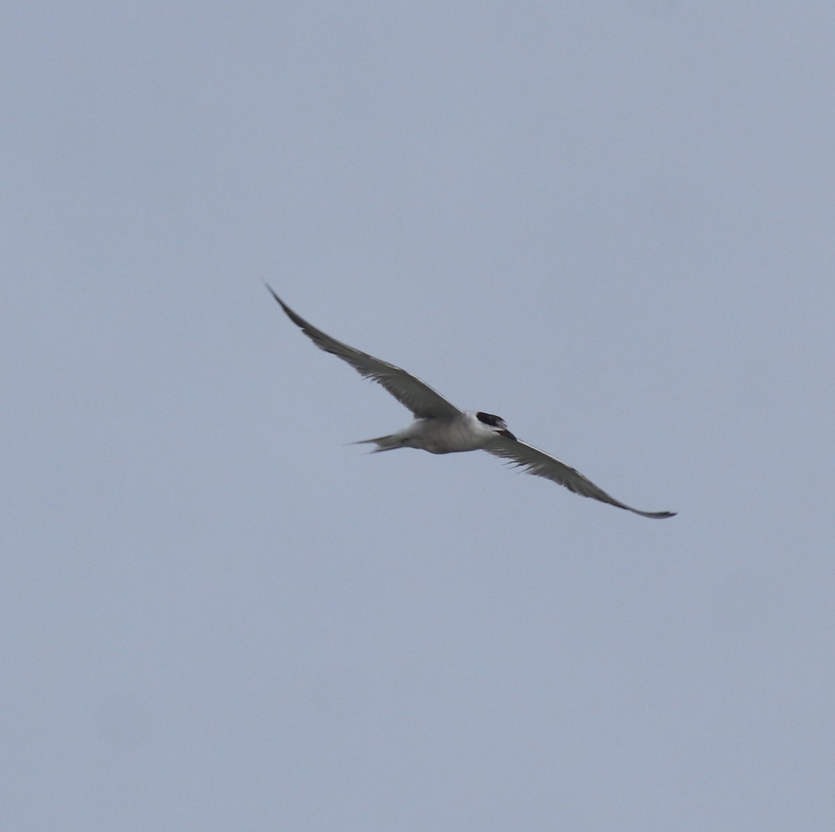 Common Tern - ML646739837