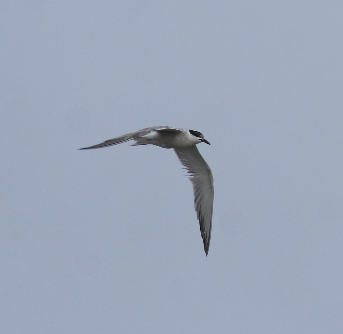Common Tern - ML646739838