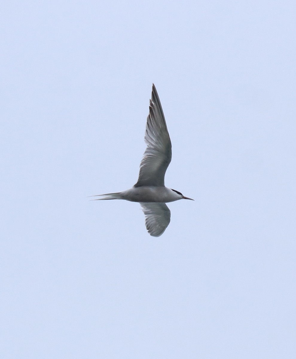 Common Tern - ML646739839