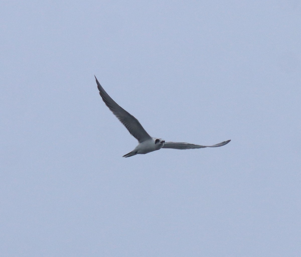 Common Tern - ML646739841