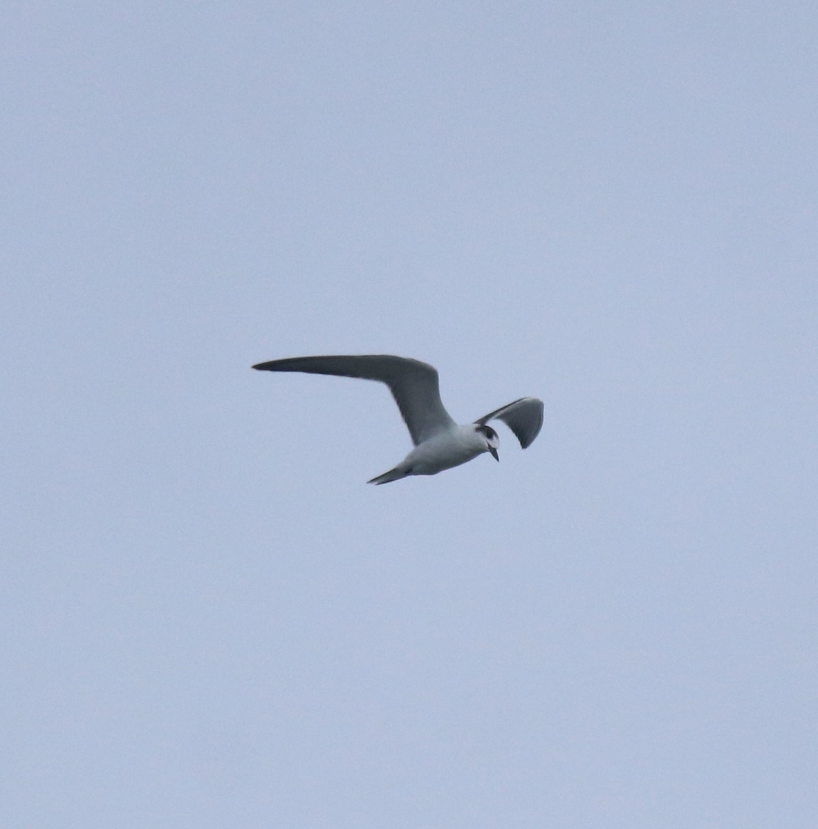 Common Tern - ML646739842