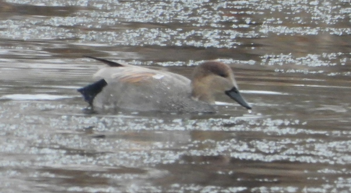 Gadwall - ML646739850