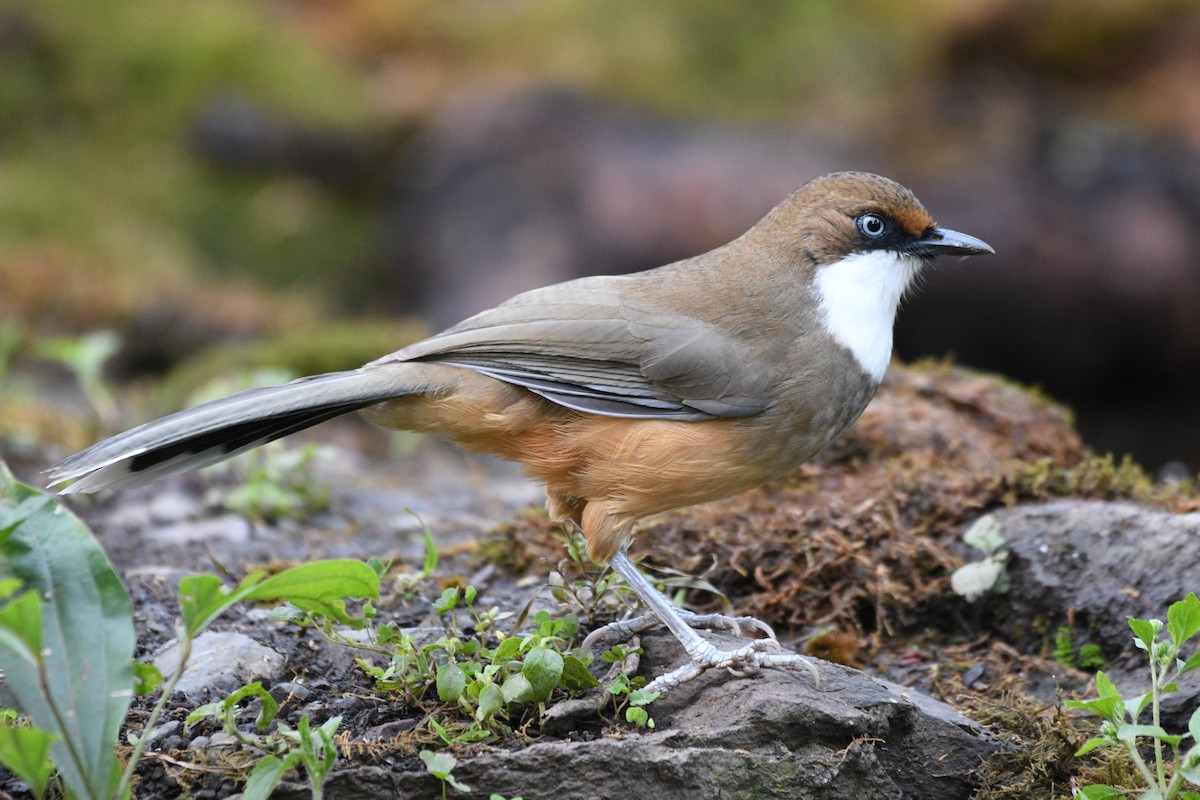 White-throated Laughingthrush - ML646739855