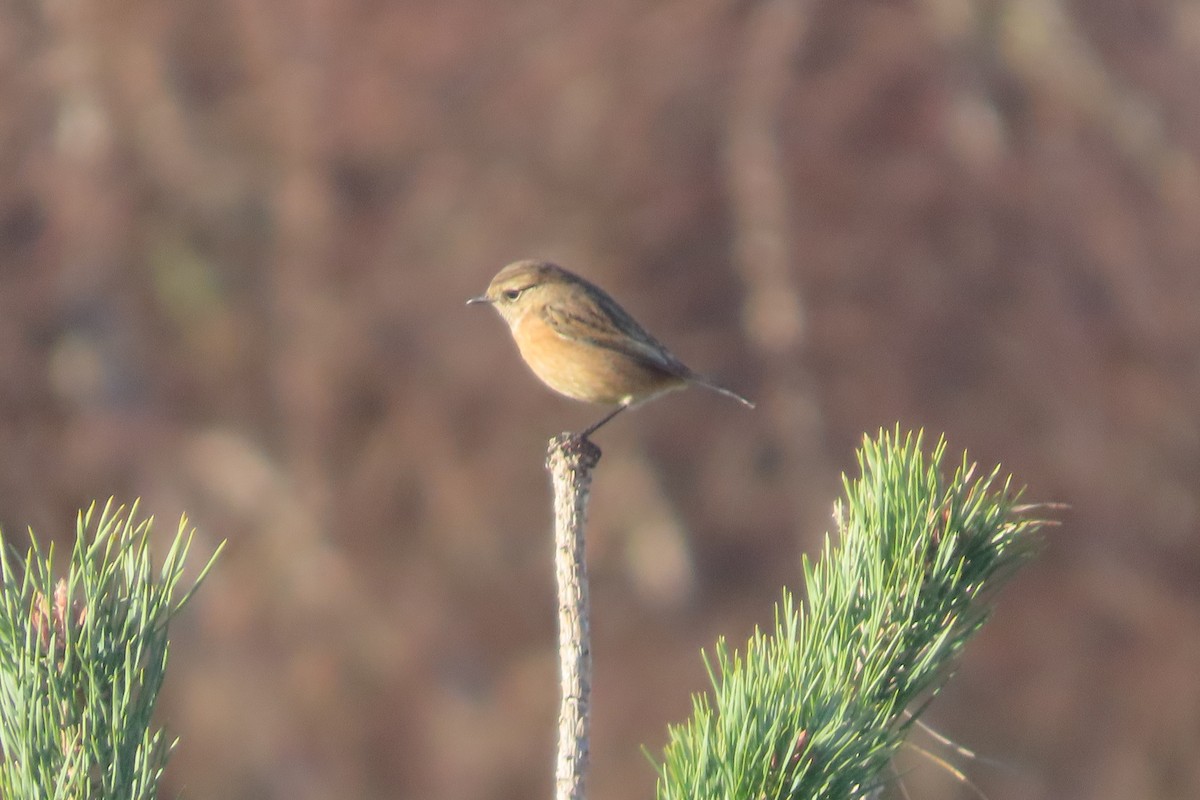 European Stonechat - ML646739856