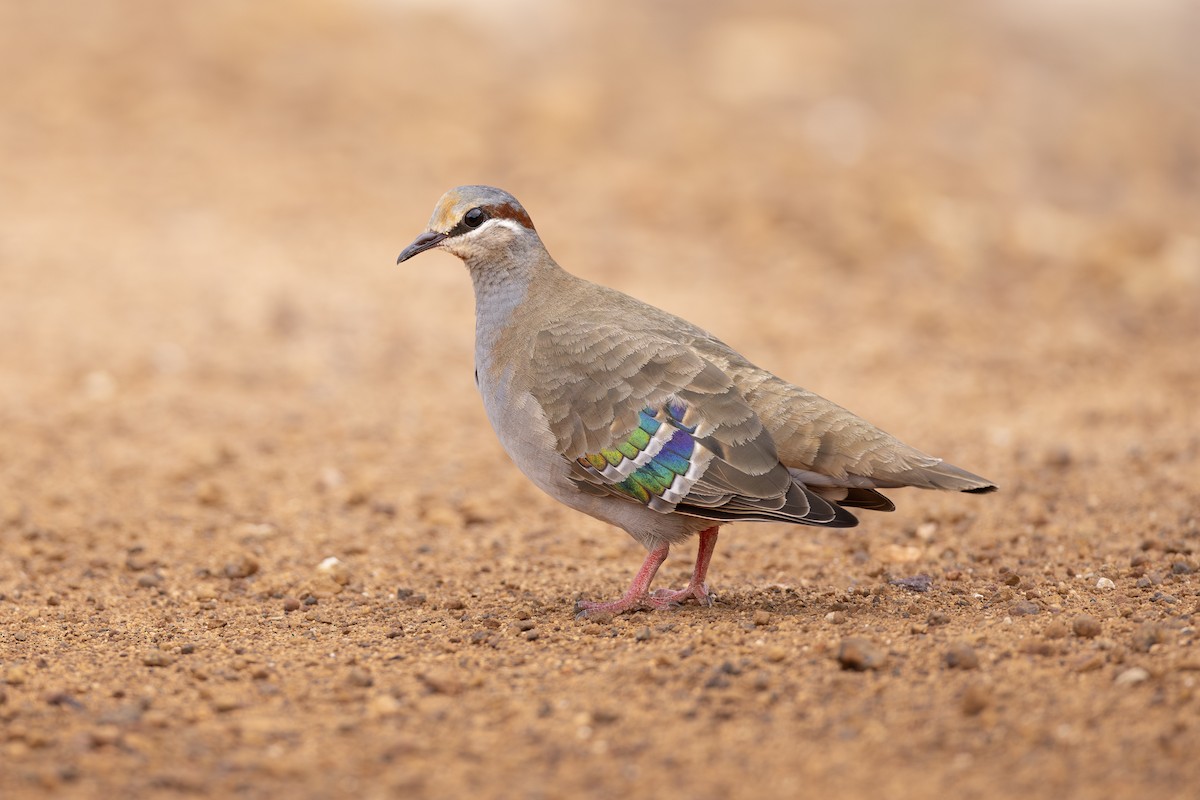 Kara Boğazlı Bronz Kumru - ML646739858