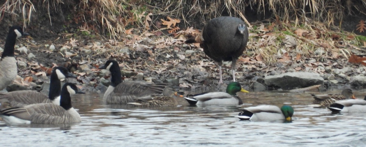 Wild Turkey - ML646739859