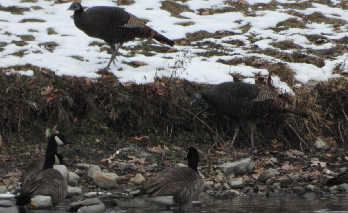 Wild Turkey - ML646739860