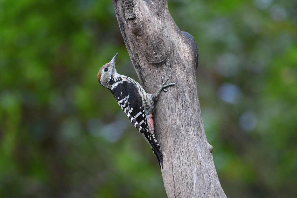 Brown-fronted Woodpecker - ML646739861