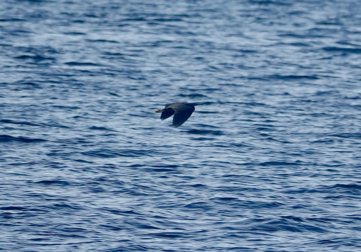 Pasifik Kıyı Balıkçılı - ML646739862