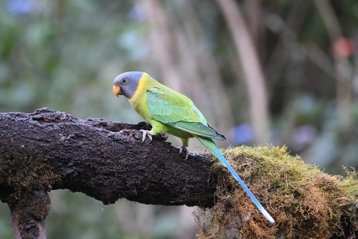 Plum-headed Parakeet - ML646739866