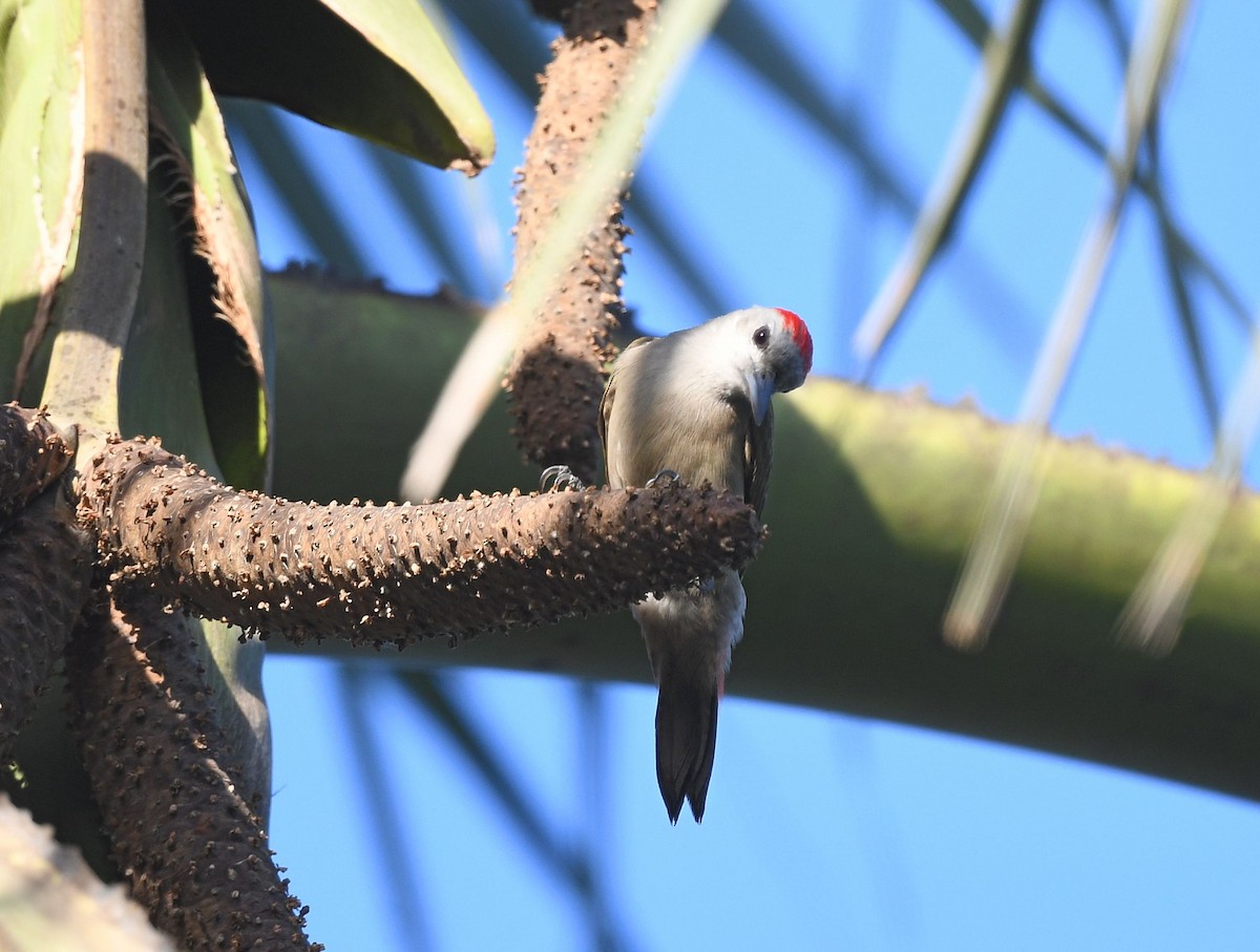 African Gray Woodpecker (Gray) - ML646739868